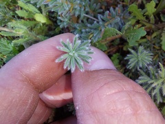 Oxalis massoniana