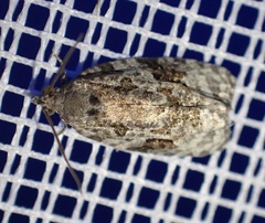 Apotomis lineana