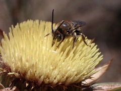 Tetraloniella hohmanni