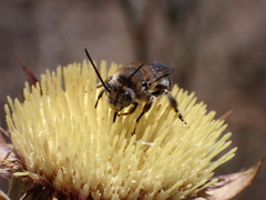 Tetraloniella hohmanni