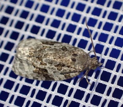Apotomis lineana