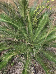 Cycas ophiolitica
