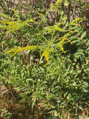 Solidago
