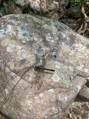 Orthetrum triangulare