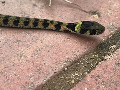 Rhabdophis tigrinus
