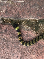 Rhabdophis tigrinus