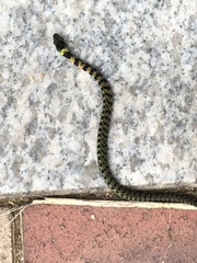 Rhabdophis tigrinus
