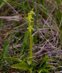 Platanthera tipuloides