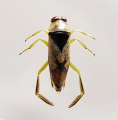 Notonecta viridis