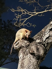 Trichosurus vulpecula arnhemensis