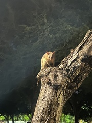 Trichosurus vulpecula arnhemensis