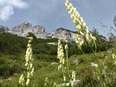 Aconitum lycoctonum