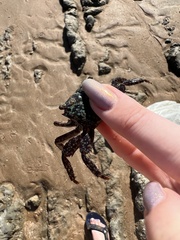 Metopograpsus messor