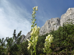 Aconitum lycoctonum