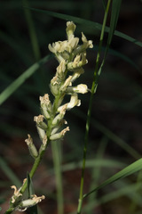 Astragalus williamsii