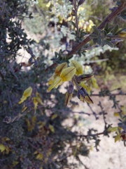 Wiborgiella