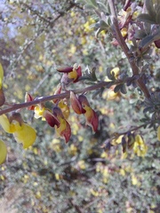 Wiborgiella