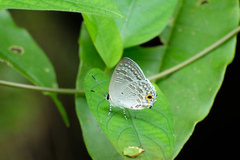 Sinthusa chandrana