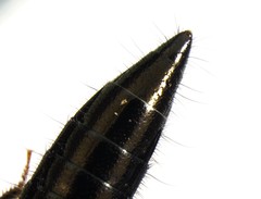 Thyreocephalus orthodoxus