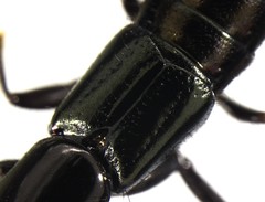 Thyreocephalus orthodoxus