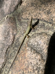 Takydromus sylvaticus