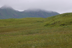 Platanthera tipuloides