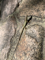 Takydromus sylvaticus