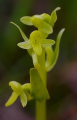 Platanthera tipuloides