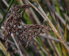 Machaerina articulata