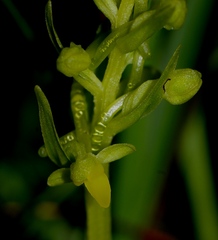 Platanthera tipuloides