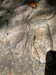 Takydromus sylvaticus