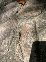 Takydromus sylvaticus