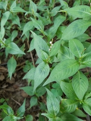 Persicaria posumbu