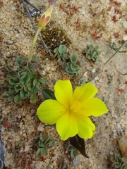 Moraea luteoalba
