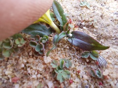 Moraea luteoalba