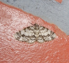 Myrioblephara