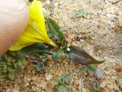 Moraea luteoalba