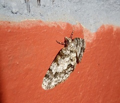 Myrioblephara