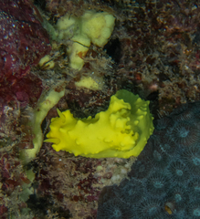 Notodoris citrina