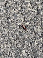 Chorthippus brunneus