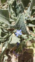 Anchusa strigosa