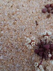 Crassula fragarioides