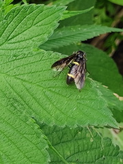 Tenthredo sibirica