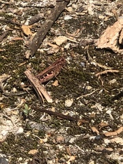 Chorthippus brunneus