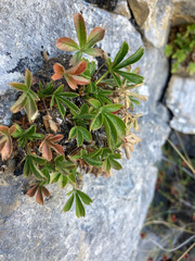 Potentilla caulescens