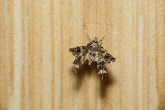 Nosphistica bisinuata