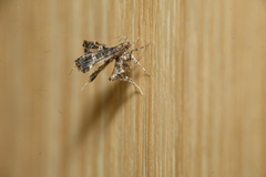 Nosphistica bisinuata