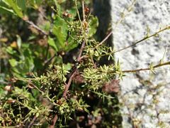 Genista triacanthos