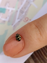 Propylea quatuordecimpunctata