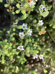 Diosma demissa
